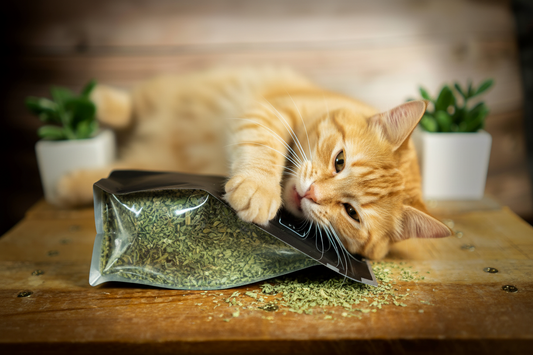 Orange tabby cat playing with Shady Cat Organic Leaf & Flower Catnip