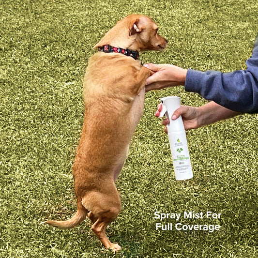 Dog receiving Pure and Natural Flea & Tick Spray for Dogs for outdoor flea and tick protection
