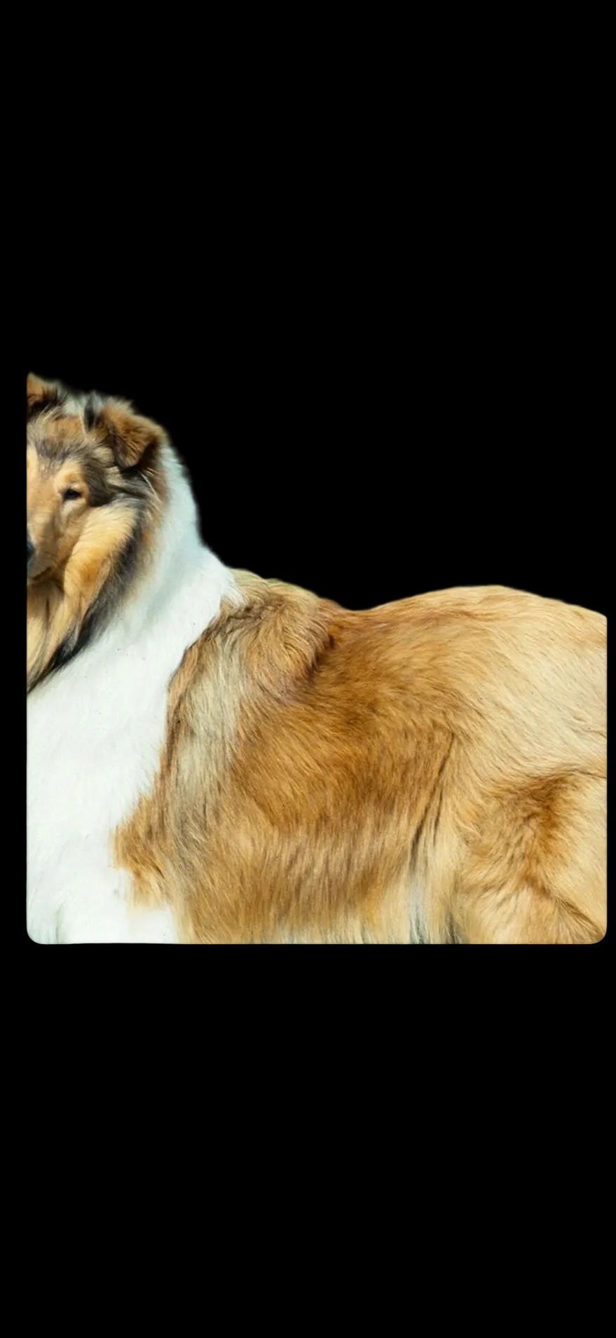 B&B Organic Dry Shampoo For Dog