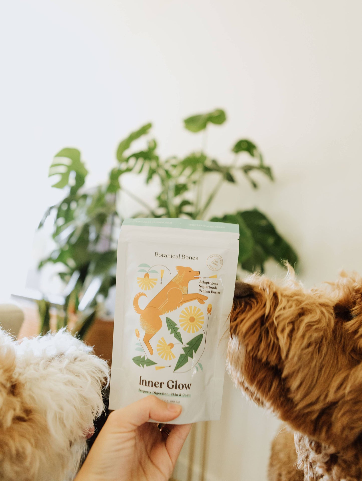 Dog with Botanical Bones Inner Glow organic dog treats in a home setting
