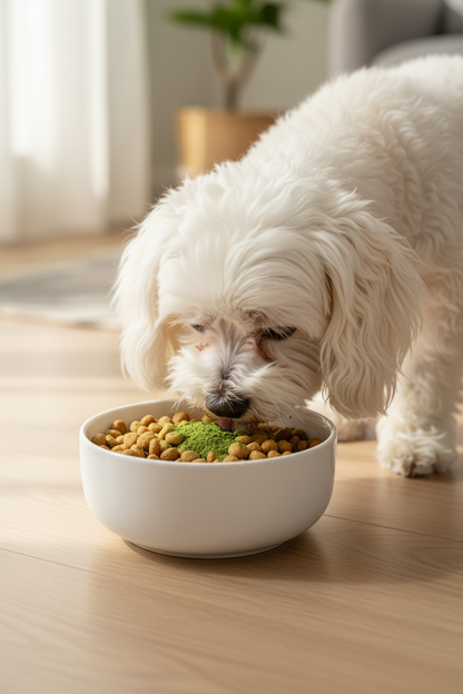 Dog enjoying Green-Lipped Mussel Meal Topper mixed with food