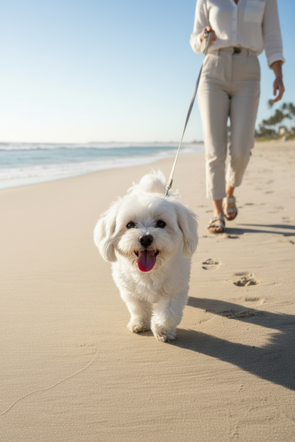 Active dog walking on the beach after daily wellness routine