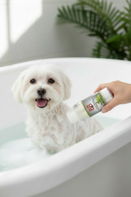Applying B&B Chrysanthemum & Jojoba Shampoo Bar to a white Maltese during bath time.