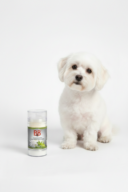 Freshly groomed white Maltese beside B&B Chrysanthemum & Jojoba Shampoo Bar.