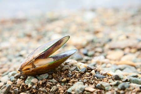 Green Lipped Mussel Omega 3 & 6 Joint & Inflammation Support* the Petz Kitchen*: 4 Oz Organic Green Lipped Mussel Powder