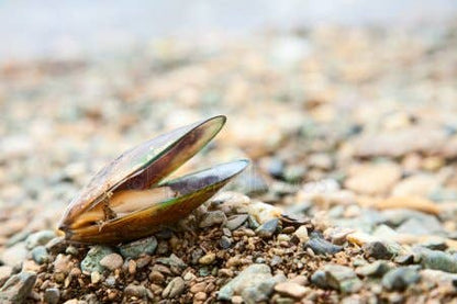 Green Lipped Mussel Omega 3 & 6 Joint & Inflammation Support* the Petz Kitchen*: 4 Oz Organic Green Lipped Mussel Powder