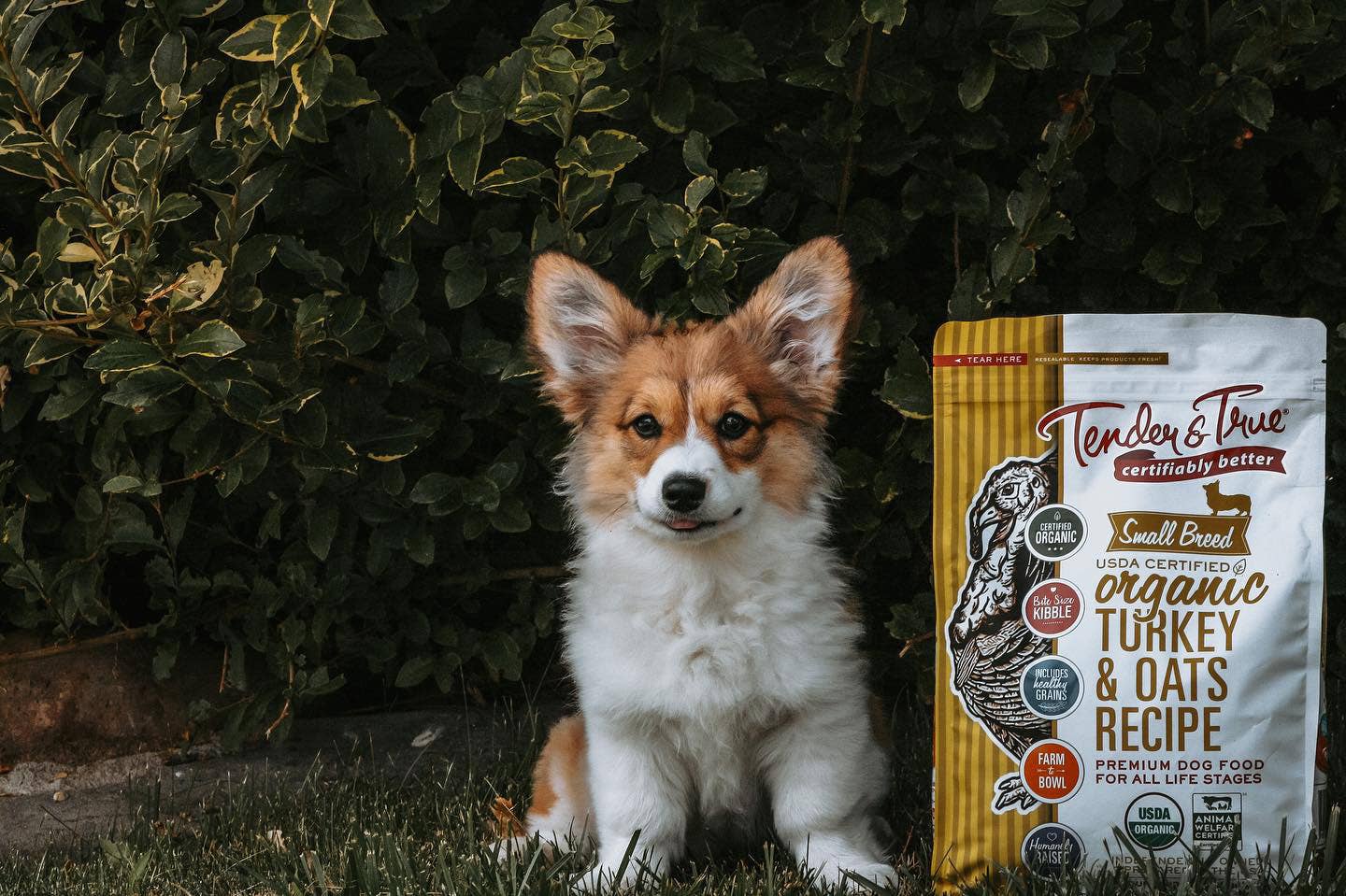 Organic Small Breed Turkey & Oats Recipe Dry Dog Food | 4 lb