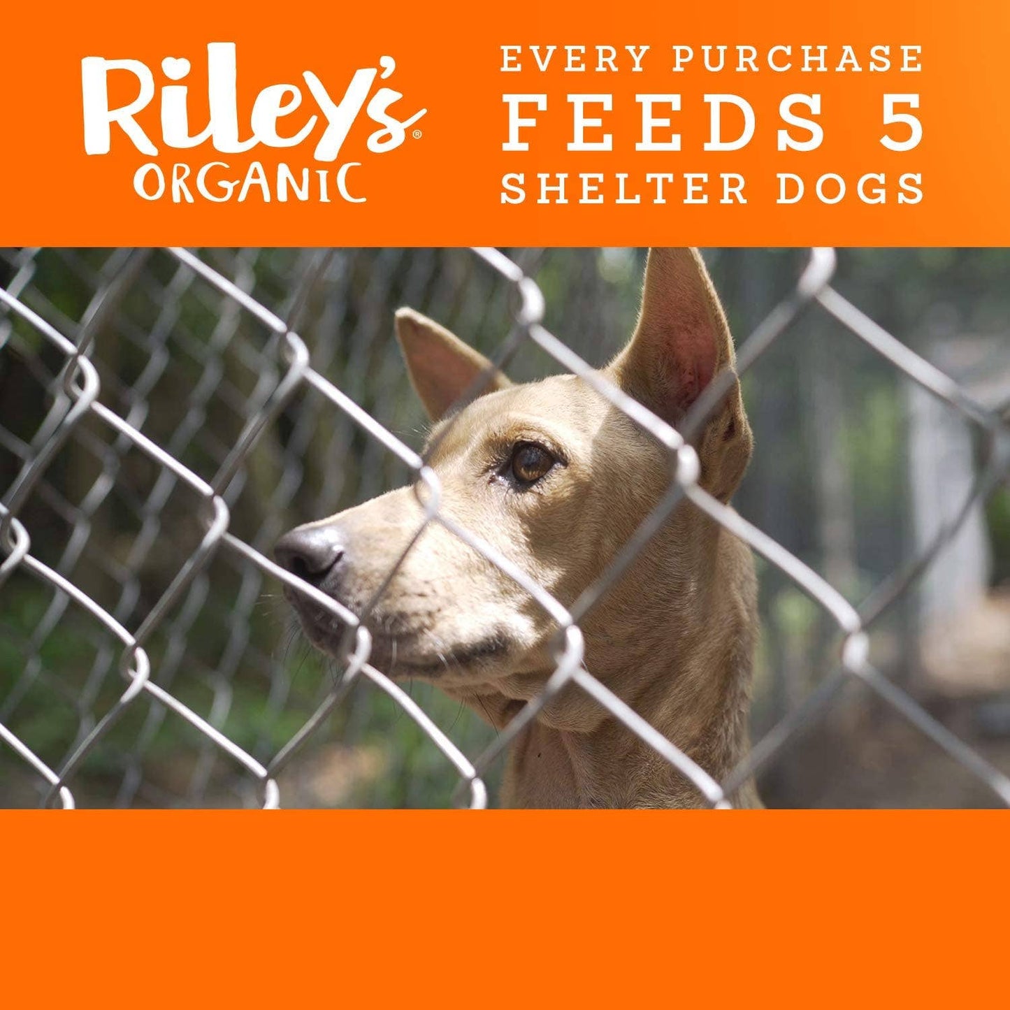 Riley’s Organics Pumpkin & Coconut Dog Treats | Large Bone | 5 oz
