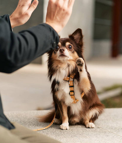 Memphis Mustard Design Recycled PET Harness, Juno: S