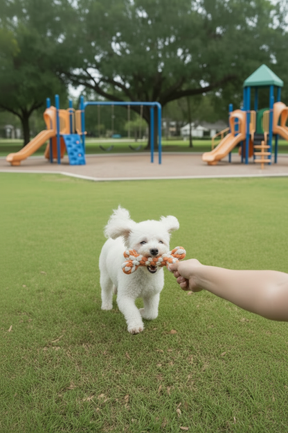 Small white dog reaching for a handmade rope bone toy during interactive play