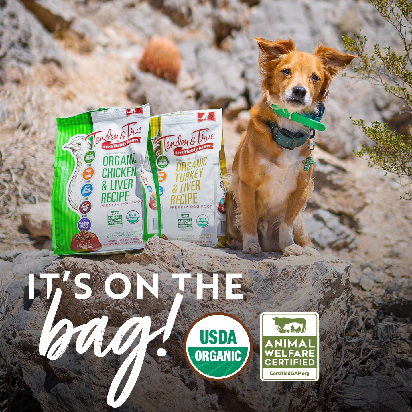 Organic Chicken & Liver Recipe Dry Dog Food | 4 lb