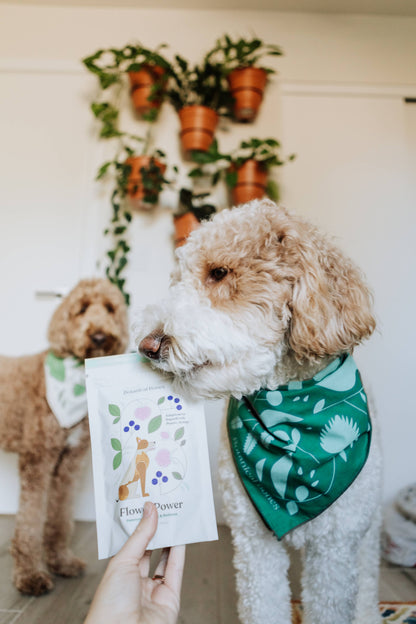 Flower Power Cookies | All-Natural Organic Dog Treats