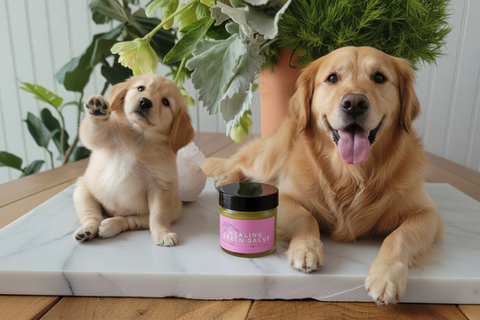 Healing Green Salve | Dog | 1 oz Glass Jar