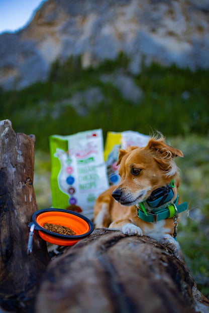 Organic Small Breed Turkey & Oats Recipe Dry Dog Food | 4 lb