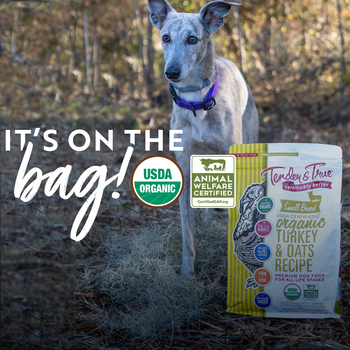 Organic Small Breed Turkey & Oats Recipe Dry Dog Food | 4 lb