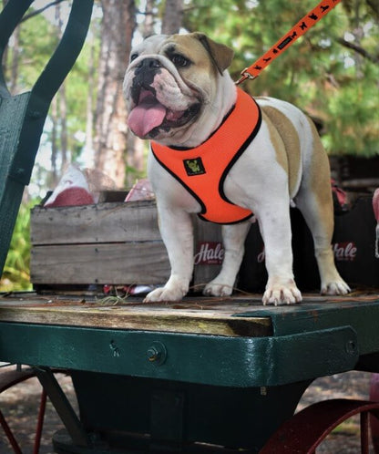 Over-the-Head Dog Harnesses - Max Comfort - 18 Colors & Patterns / Orange